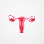 Minimalist graphic illustration of the female reproductive system in shades of pink on a white background.